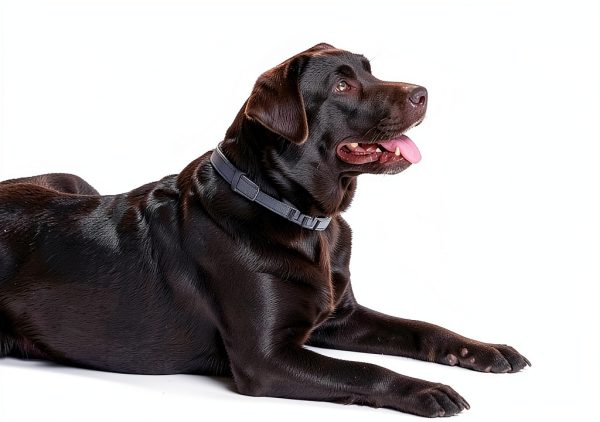 Fipukin Flea Collar Natural Herbal Protection for Cats-1