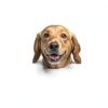 ShengKou Flea Collar Natural Citronella Dog Pest Protection-5