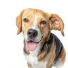 Happy Jack Flea Tick Spray Kills Prevents Safe Dogs Cats-1