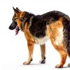 ShengKou Flea Collar Natural Citronella Dog Pest Protection-6