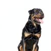 ShengKou Flea Collar Natural Citronella Dog Pest Protection-1