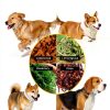 Glantu Dog Flea Collar Plant Based 8 Month Protection-4