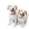 Happy Jack Flea Tick Spray Kills Prevents Safe Dogs Cats-3