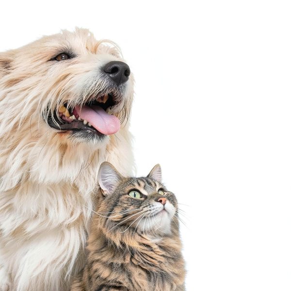 Flea & Tick Spray by ADAMS for Dogs & Cats-3