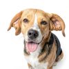 Dog Flea Spray Happy Jack EPA Approved Formula-1