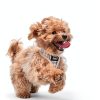 Natural Flea Spray for Dogs by Taom LLC Pet Supplies-7
