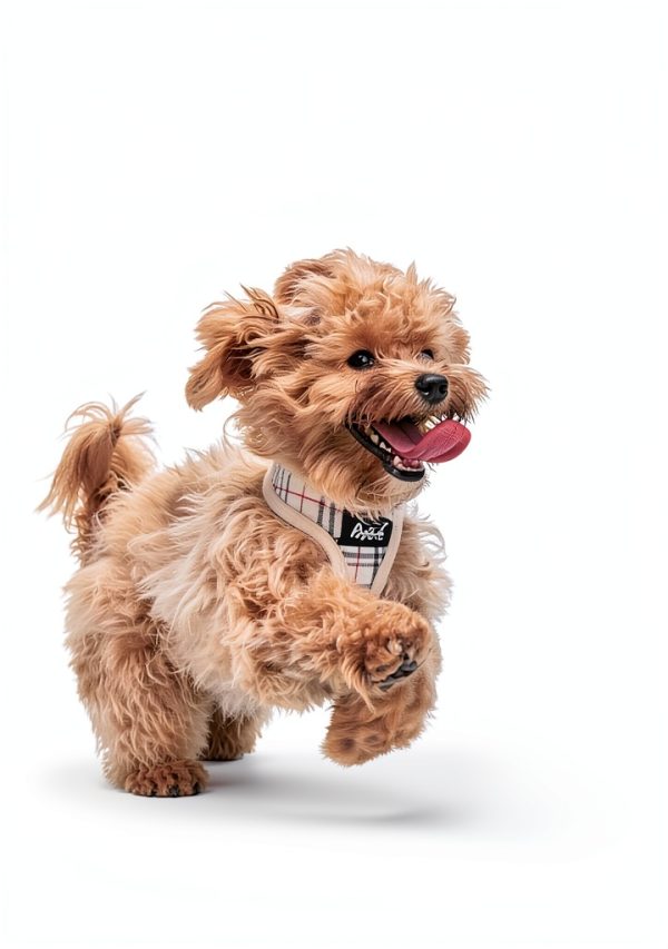 Natural Flea Spray for Dogs by Taom LLC Pet Supplies-7