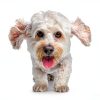 Natural Flea Spray for Dogs by Taom LLC Pet Supplies-6