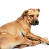 Adams Flea Tick Spray Dog Cat 2 Pack Fast Acting-3