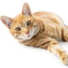 Advantage Spot Crevice Spray Elanco Flea Tick-3
