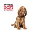 Raid Flea and Tick Killer for Dogs and Homes-4