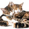 Advantage Spot Crevice Spray Elanco Flea Tick-5