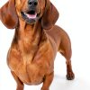 Adams Flea Tick Spray Dog Cat 2 Pack Fast Acting-2